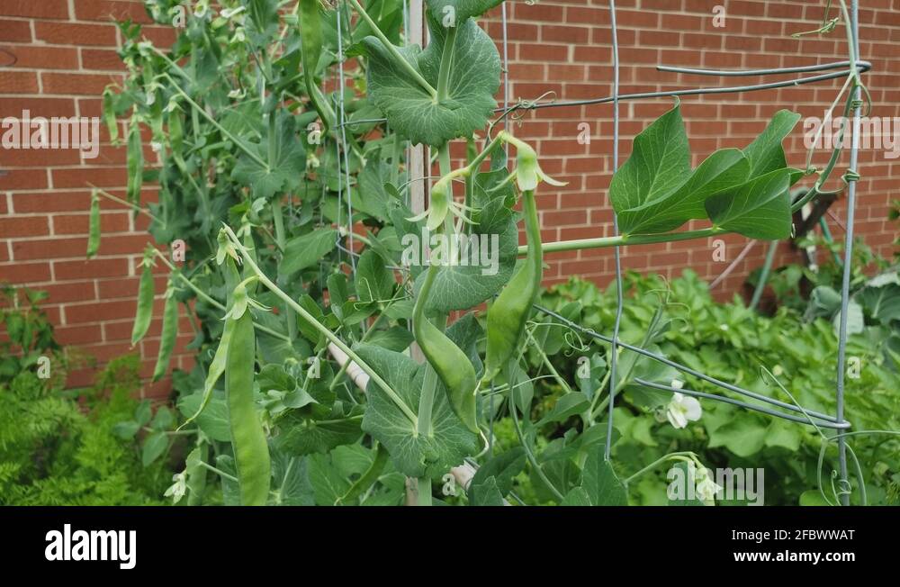 Tangle of leaves Stock Videos & Footage - HD and 4K Video Clips - Alamy