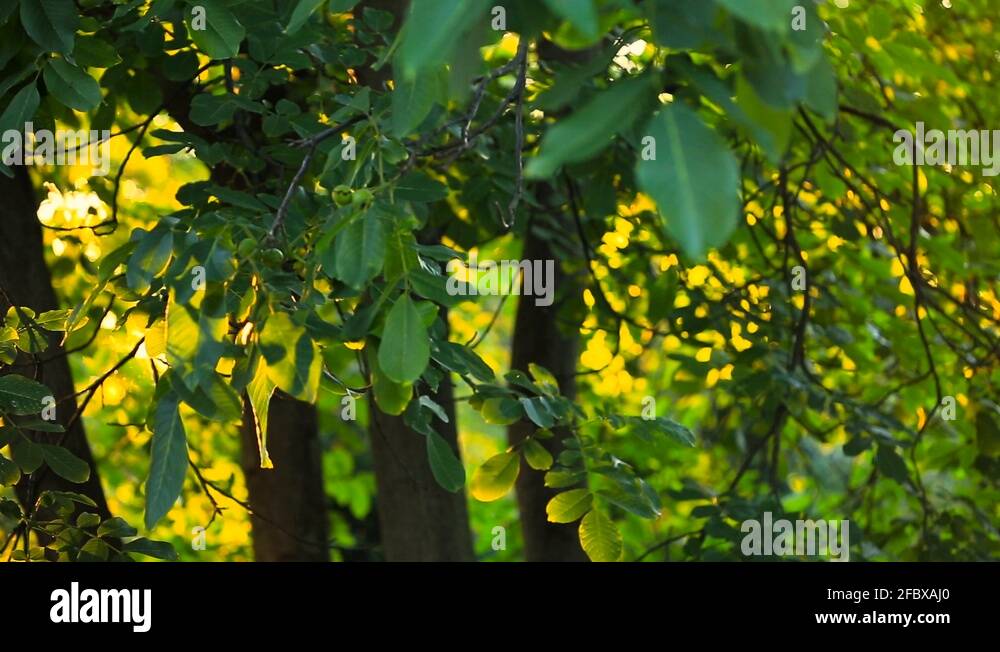 Walnut insects Stock Videos & Footage HD and 4K Video Clips Alamy
