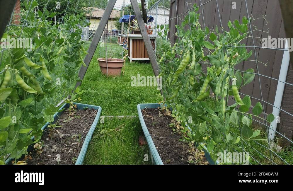 Checking or inspecting green peas seedpod while growing in long narrow