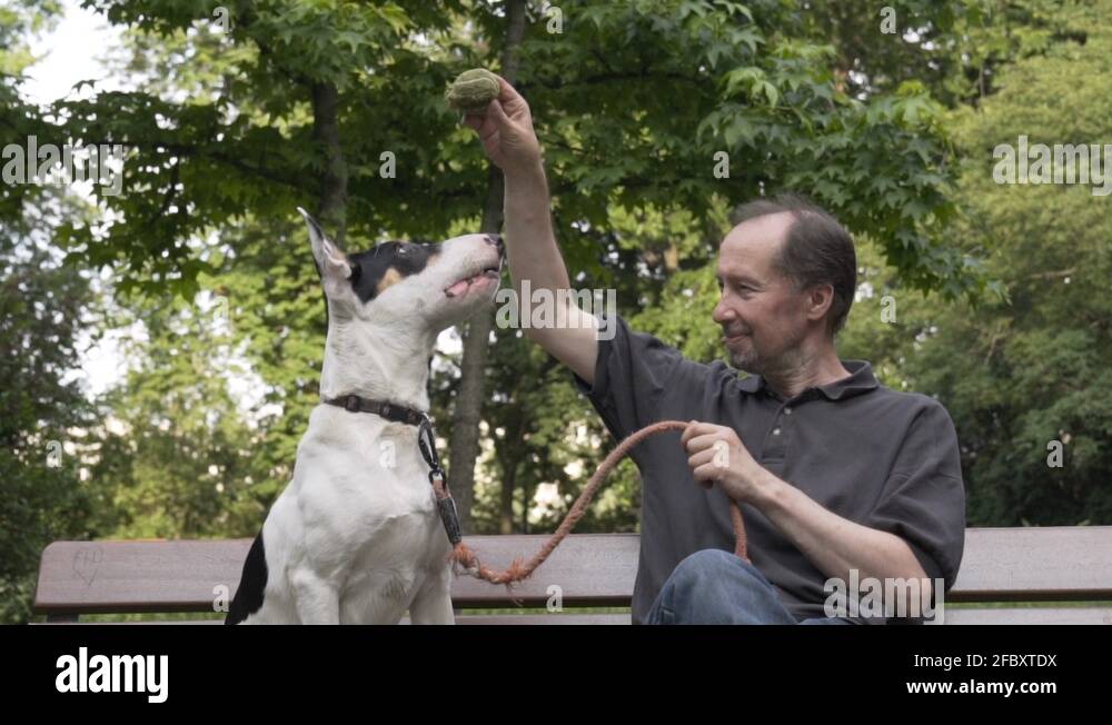 Man waving than throwing a ball for the dog, dog turns around and run Stock Video Footage Alamy