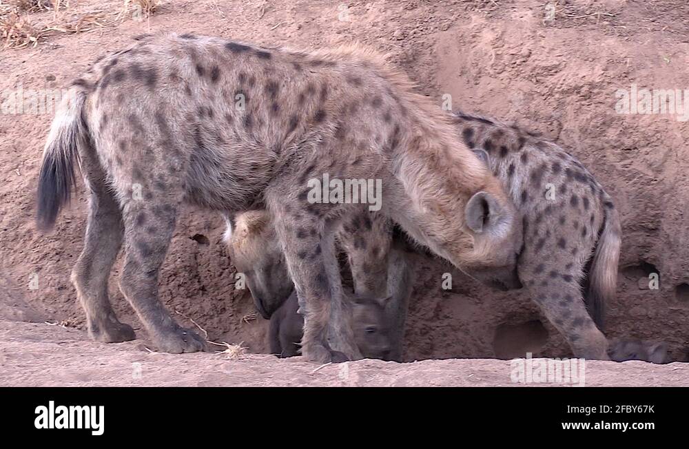 Baby spotted hyenas serengeti Stock Videos & Footage - HD and 4K Video