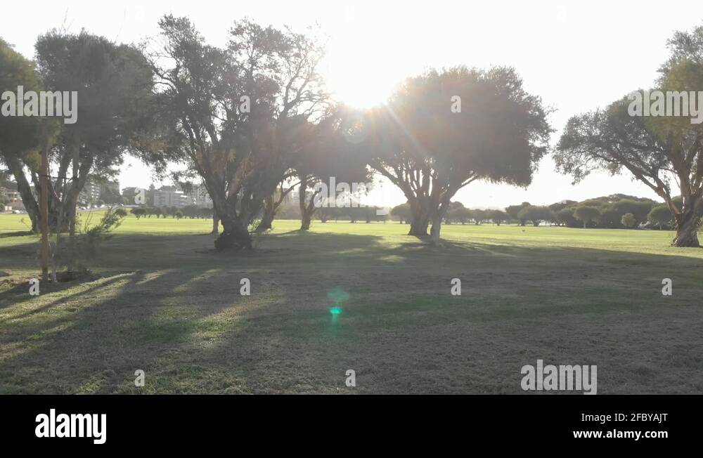 Large dog park Stock Videos & Footage - HD and 4K Video Clips - Alamy