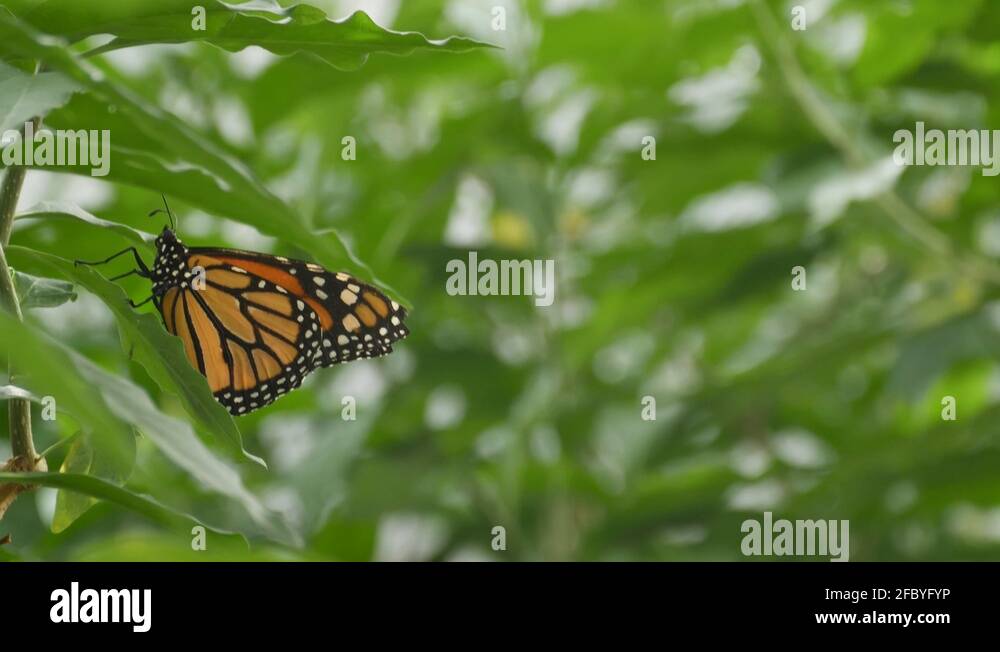 Touching a butterfly Stock Videos & Footage HD and 4K Video Clips Alamy