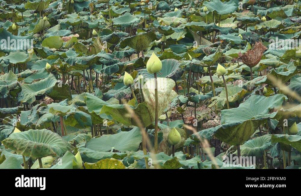 Lotus flower farming Stock Videos & Footage - HD and 4K Video Clips - Alamy