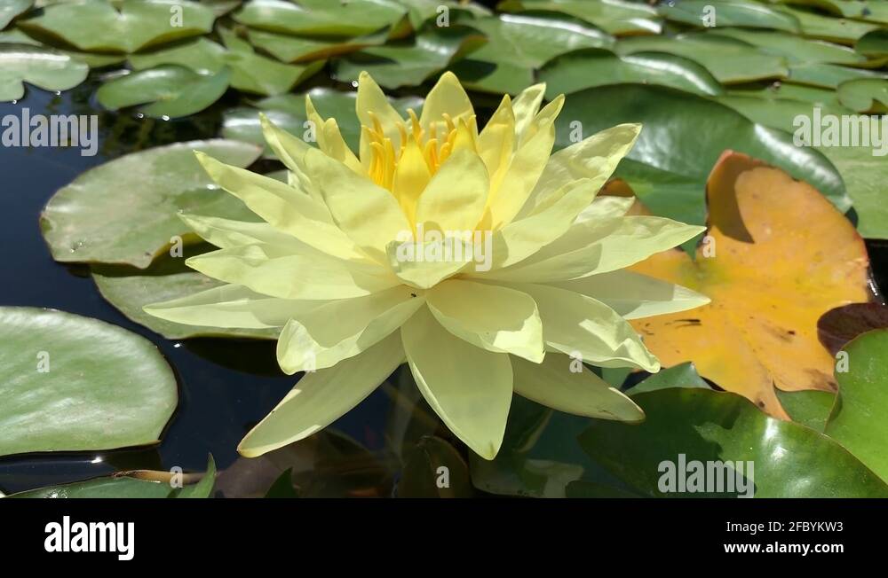 Baby lotus not animal Stock Videos & Footage HD and 4K Video Clips