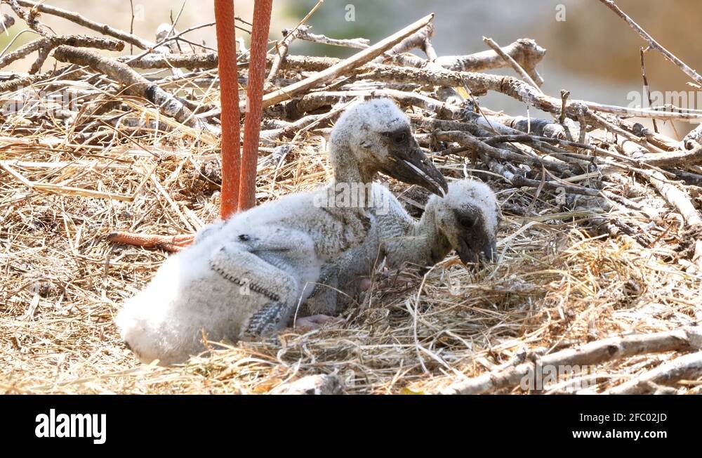 Baby white storks Stock Videos & Footage HD and 4K Video Clips Alamy