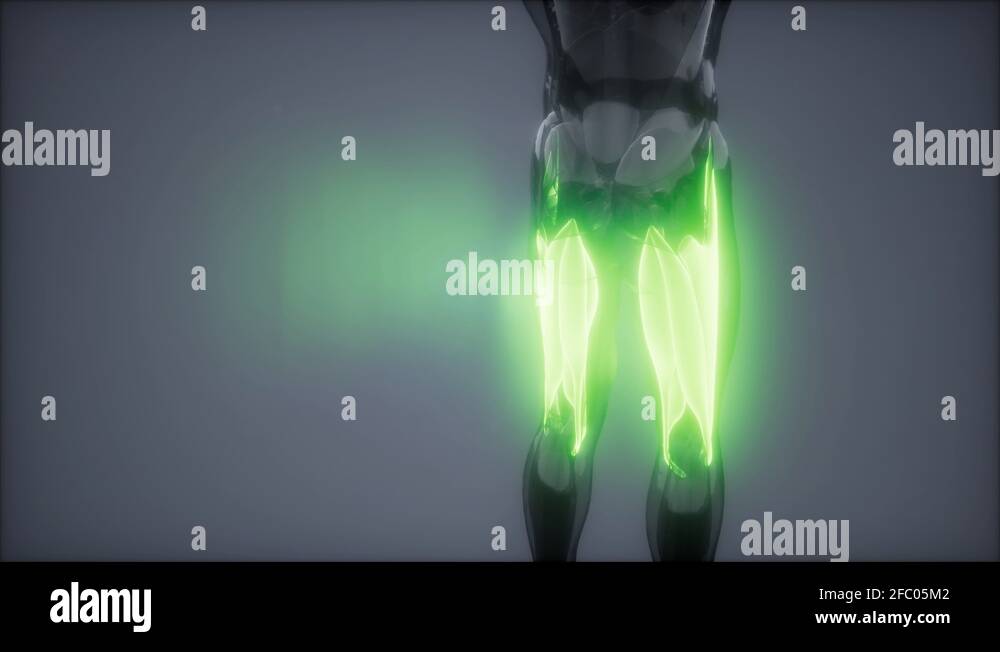 thigh muscles Visible muscle anatomy map Stock Video Footage Alamy