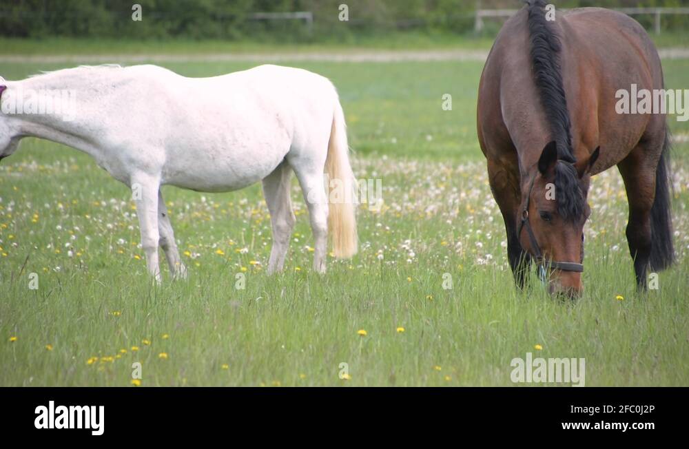 Horse eating anding out of frame on hippodrome Stock Video Footage Alamy