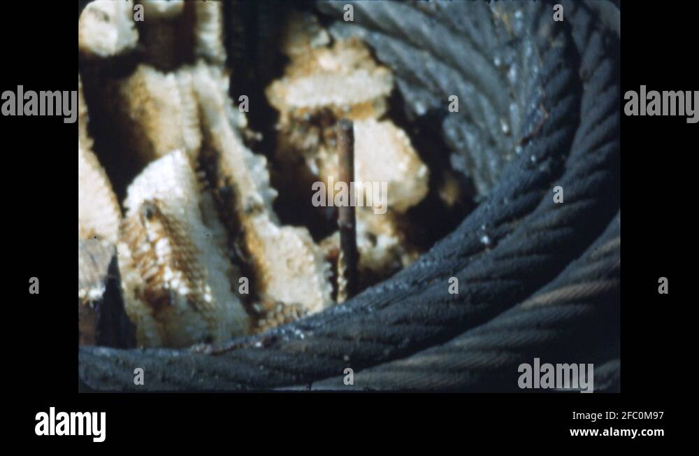 Honey cone Stock Videos & Footage HD and 4K Video Clips Alamy