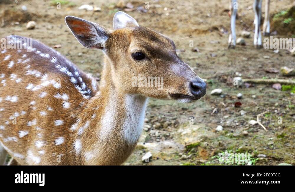 Beautiful deer nose Stock Videos & Footage HD and 4K Video Clips Alamy