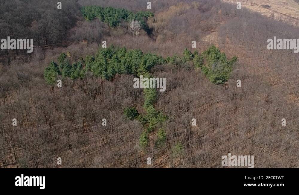 Deciduous pine trees Stock Videos & Footage HD and 4K Video Clips Alamy