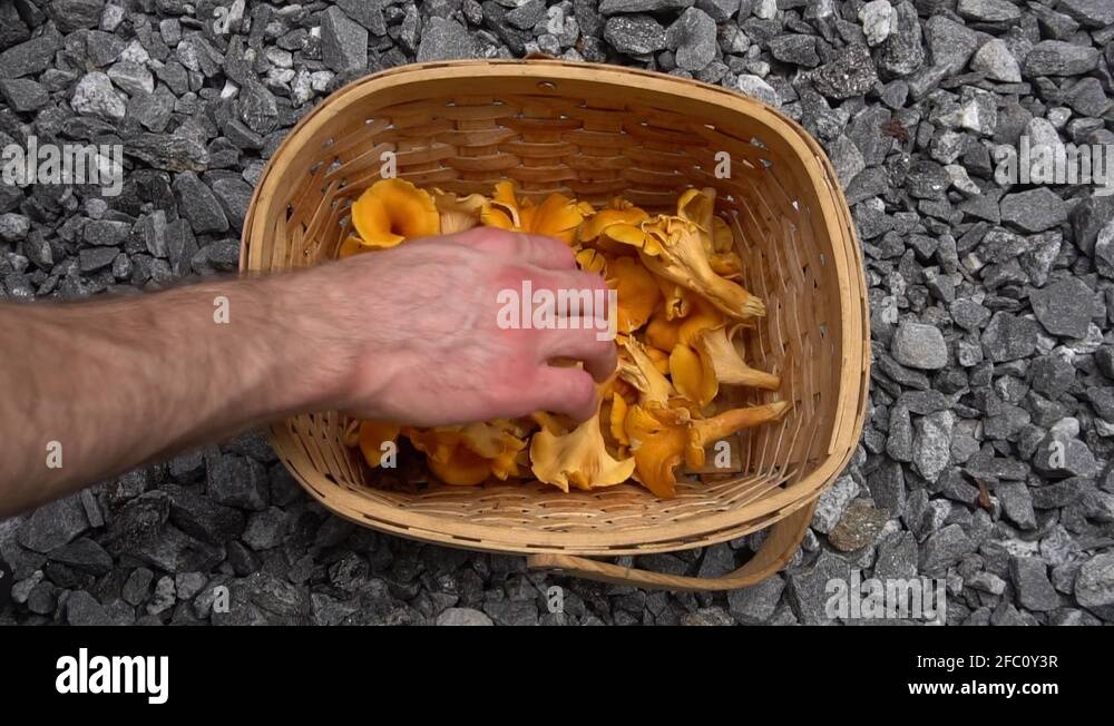 Harvested edible wild fungi Stock Videos & Footage HD and 4K Video