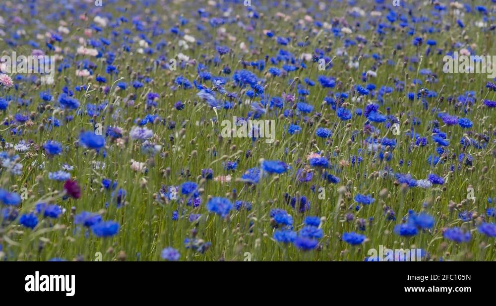 Cornflower garden Stock Videos & Footage HD and 4K Video Clips Alamy