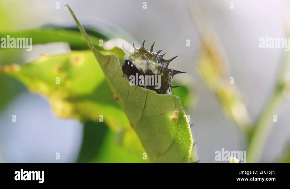 Citrus caterpillar Stock Videos & Footage HD and 4K Video Clips Alamy