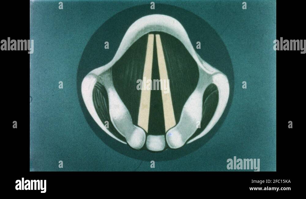 Pharyngeal arch Stock Videos & Footage HD and 4K Video Clips Alamy