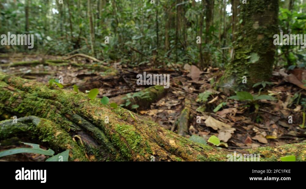 Leaf Cutter Ants (Atta sp.) walking along a tree root in the rainforest ...