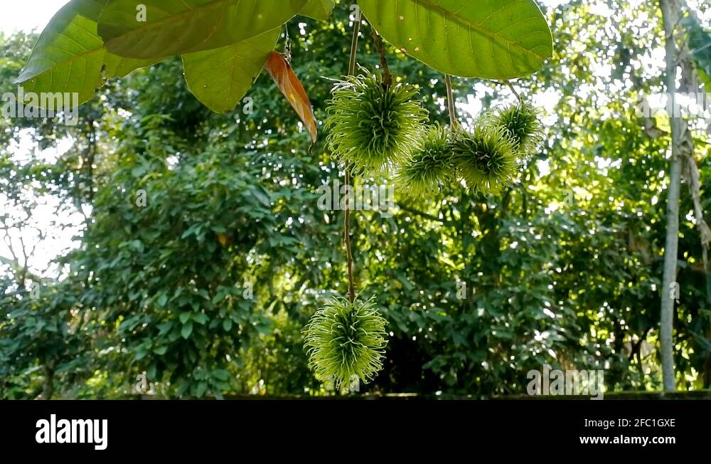 Indonesian green Stock Videos & Footage - HD and 4K Video Clips - Alamy