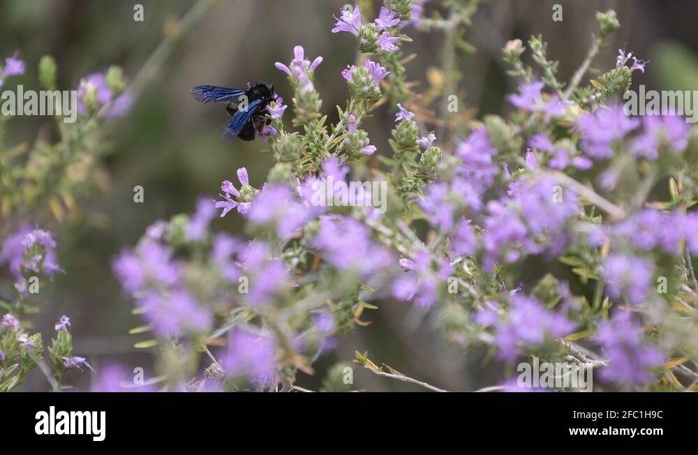 Rare bee species Stock Videos & Footage - HD and 4K Video Clips - Alamy