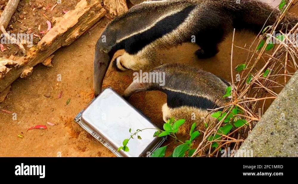 Native sloths Stock Videos & Footage - HD and 4K Video Clips - Alamy