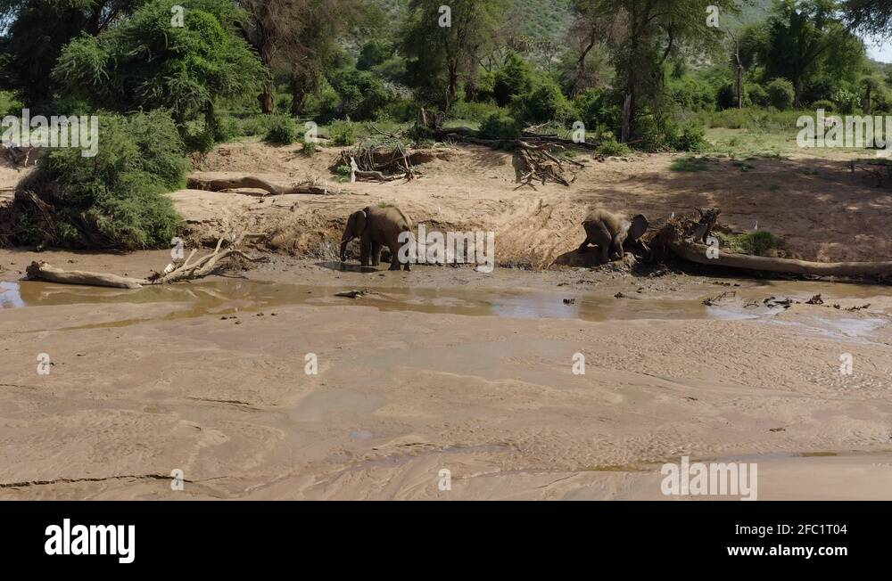 Elephants cool off in river, rolling in mud to protect skin from hot