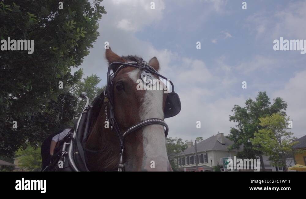 Horse Ride Niagara On The Lake at Nathan Lozano blog