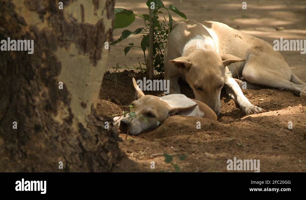 Two dogs laying on the ground close to a tree Stock Video Footage - Alamy