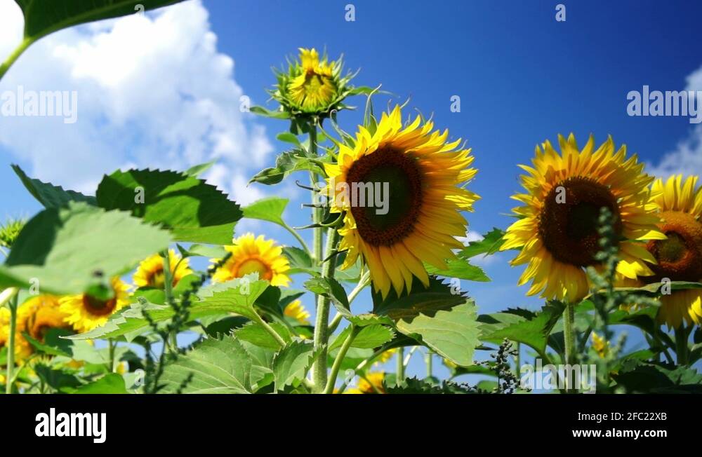 Planting sunflower seed Stock Videos & Footage HD and 4K Video Clips