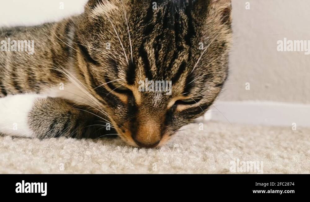 Cat sniffing Stock Videos & Footage HD and 4K Video Clips Alamy