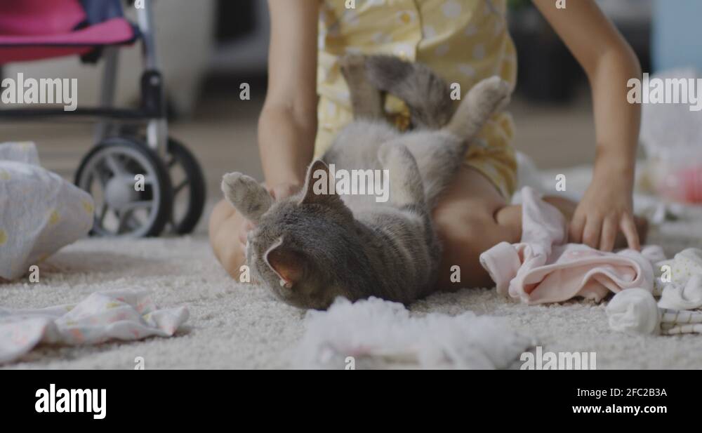 Girl putting clothes on cat Stock Video Footage Alamy