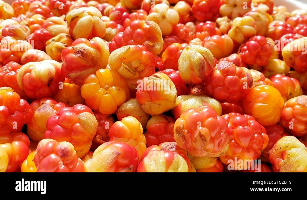 Salmonberry rubus Stock Videos & Footage HD and 4K Video Clips Alamy