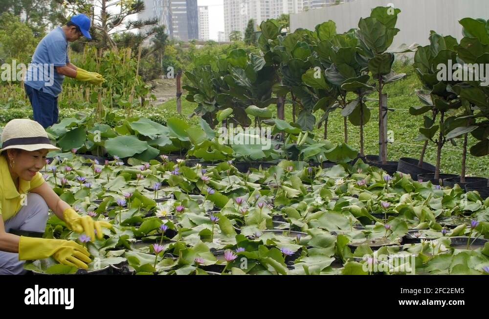 Asian pensioners Stock Videos & Footage HD and 4K Video Clips Alamy