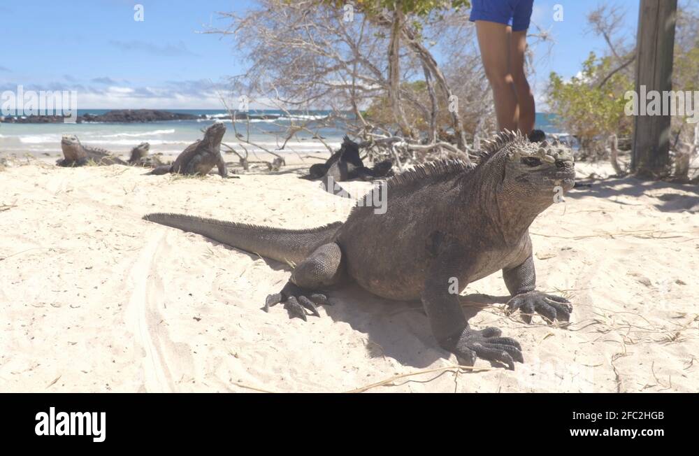 funny-marine-animals-stock-videos-footage-hd-and-4k-video-clips-alamy