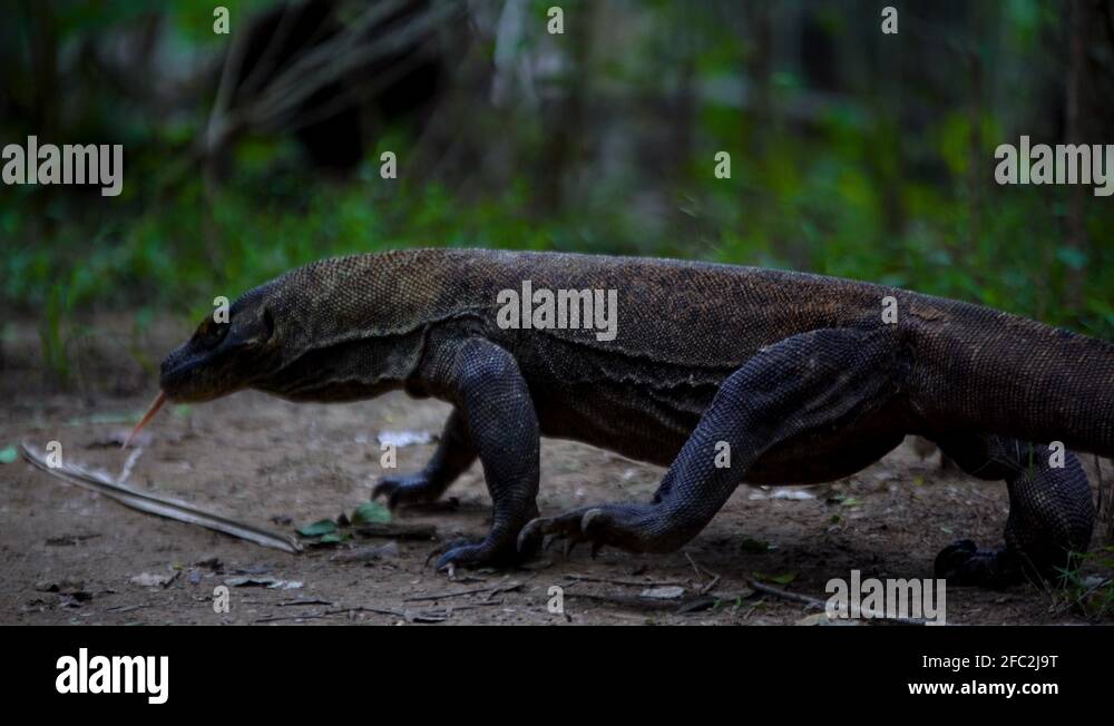 Komodo dragon island indonesia Stock Videos & Footage Biology Diagrams