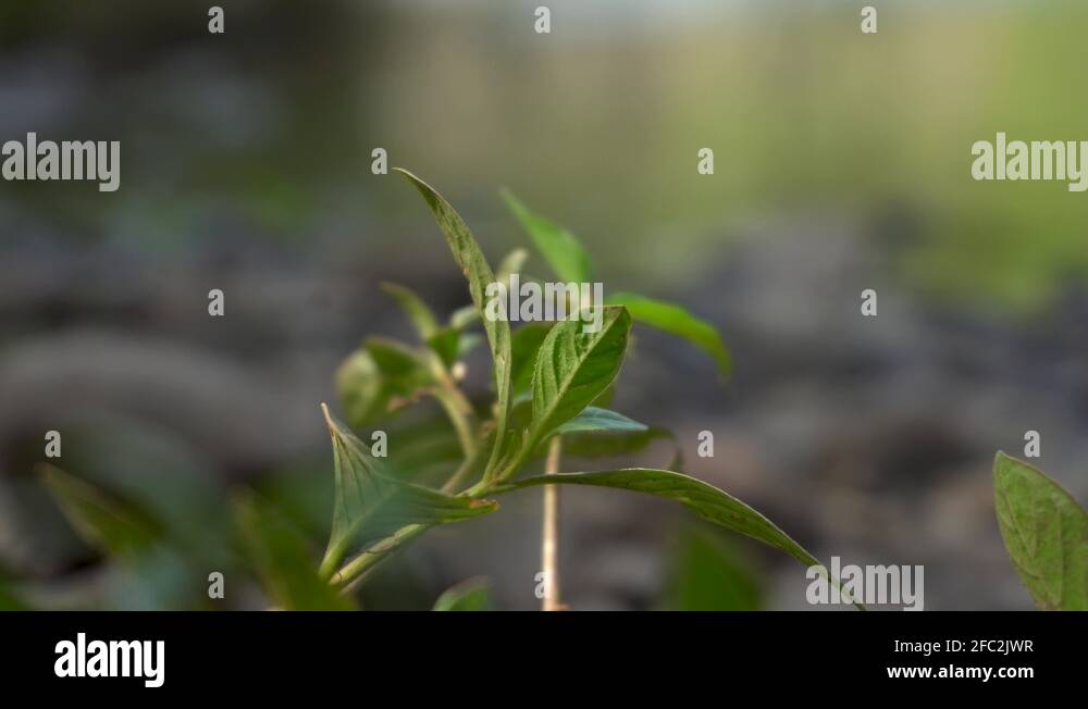Water in nature Stock Videos & Footage HD and 4K Video Clips Alamy