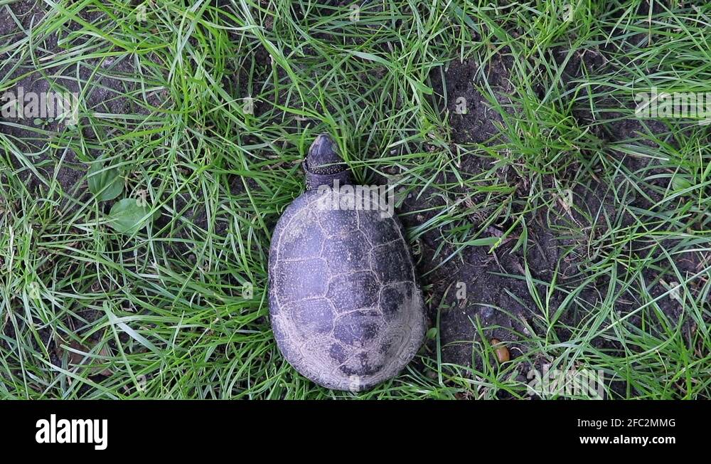 Top Down View of Pond Turtle On Grass Before Being Grabbed by Hand