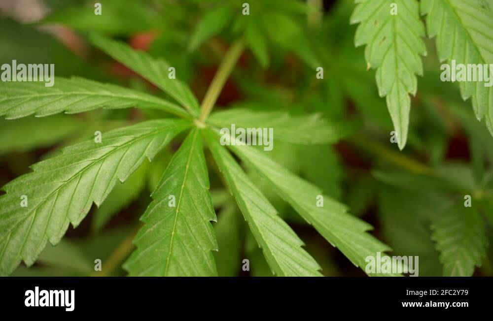 Green hemp Stock Videos & Footage - HD and 4K Video Clips - Alamy