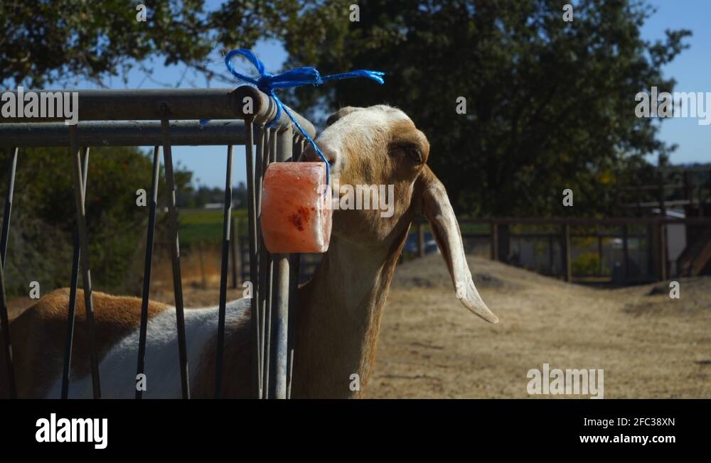 A goat licks a salt lick on an animal farm sanctuary. Shot in 4K Stock