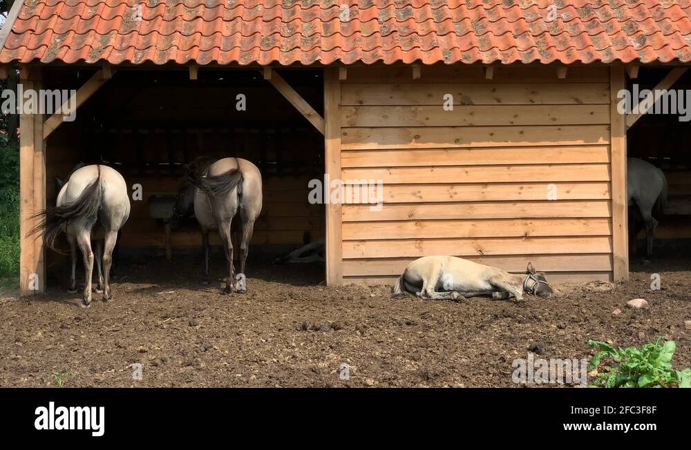 Young horses in a field eating hay Stock Videos & Footage HD and 4K