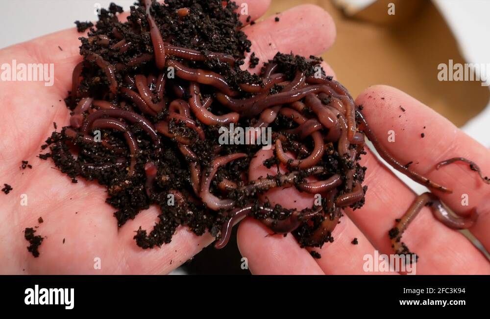 Bait fishing worms Stock Videos & Footage HD and 4K Video Clips Alamy