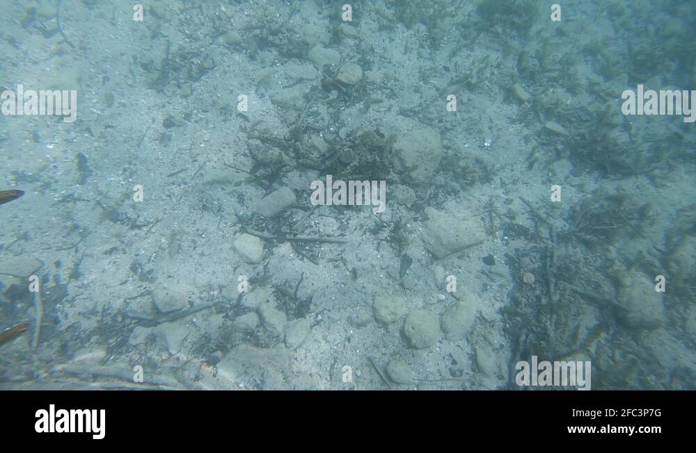 SLOWMO Underwater view of lake Bled bed with fish swimming Stock Video