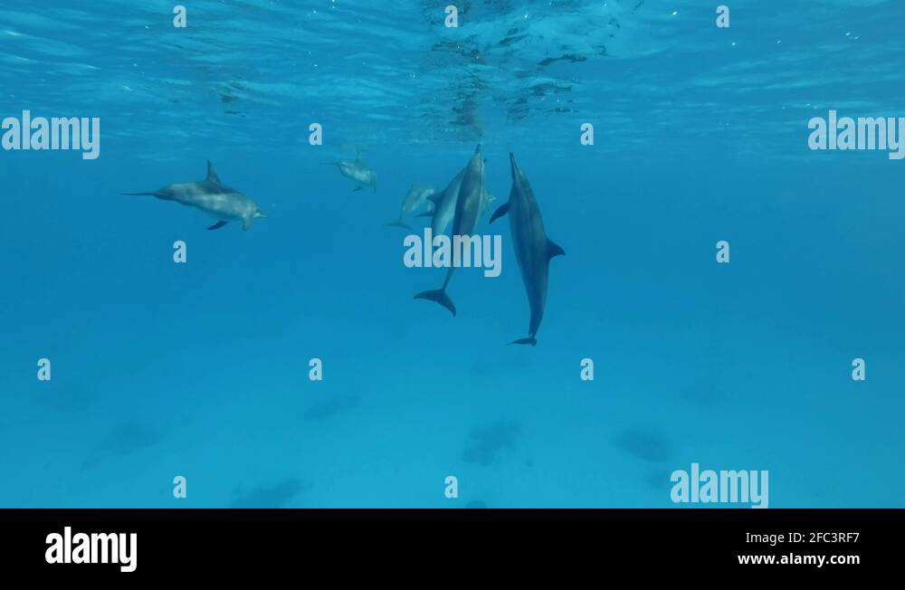 Three dolphins stand upright and communicate each other. Animals communication Stock Video