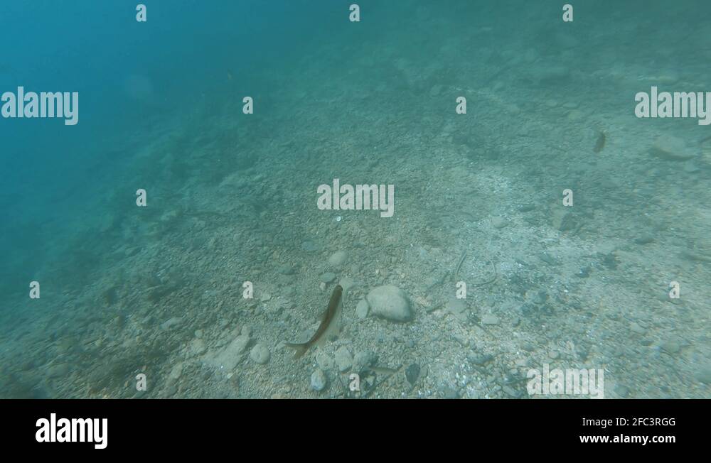 SLOWMO Underwater view of lake Bled bed with fish swimming Stock Video