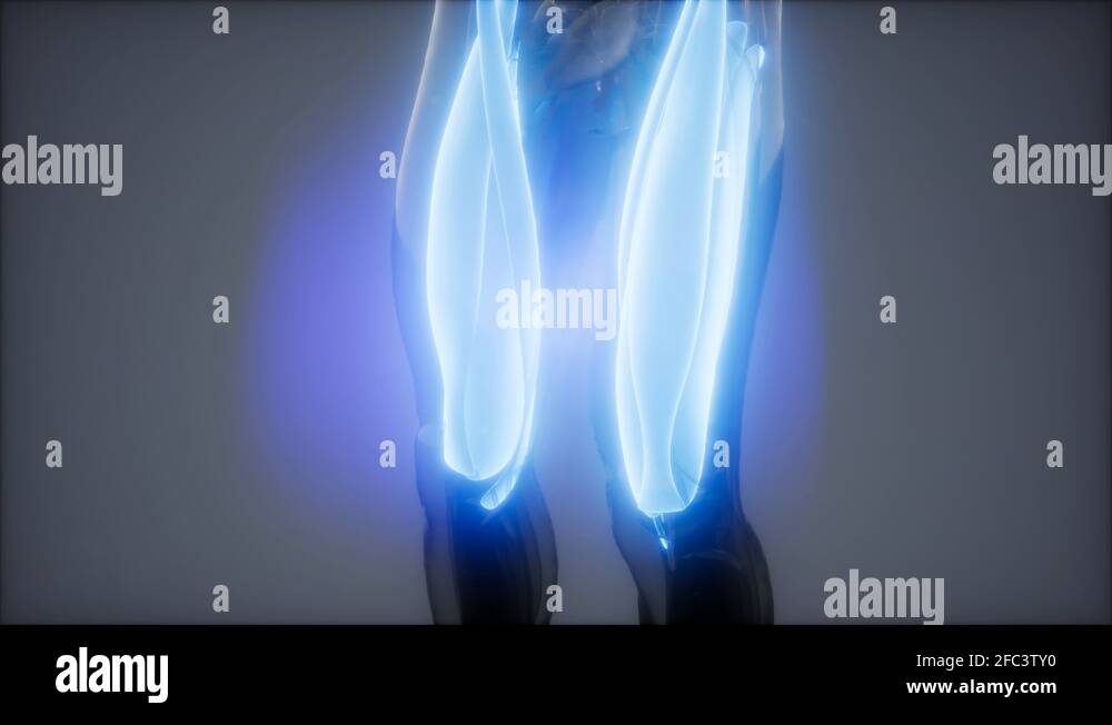 thigh muscles Visible muscle anatomy map Stock Video Footage Alamy