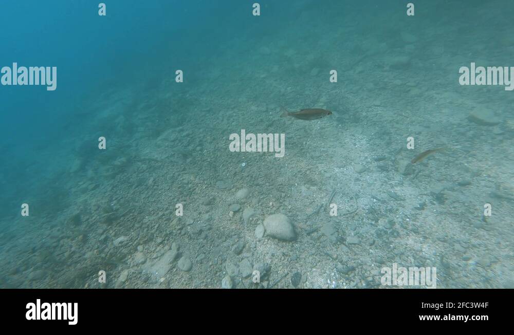 SLOWMO Underwater view of lake Bled bed with fish swimming Stock Video
