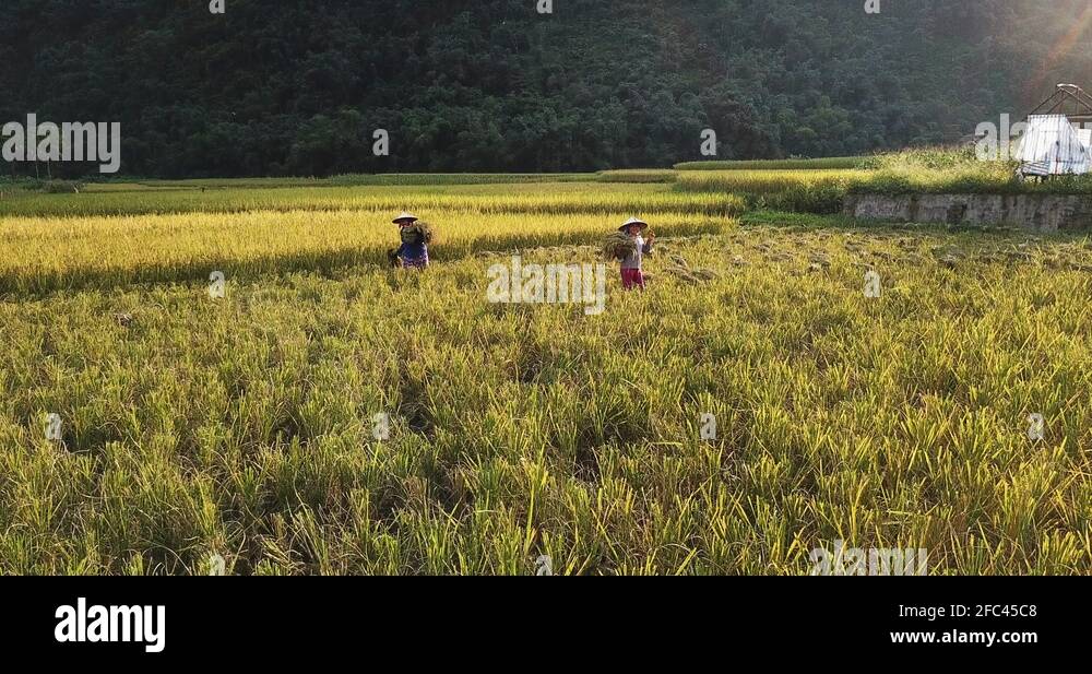 Collecting asian rice Stock Videos & Footage - HD and 4K Video Clips ...