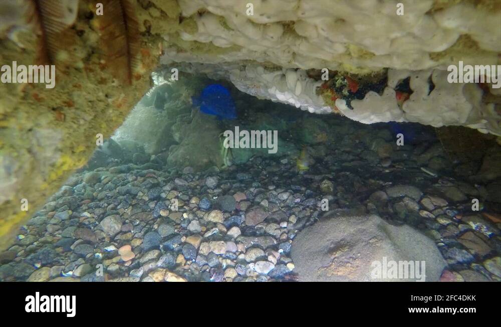 Fish Behind Rocks Scene with fish hiding uder the rock 2. Video recorded in 2019 Stock ...