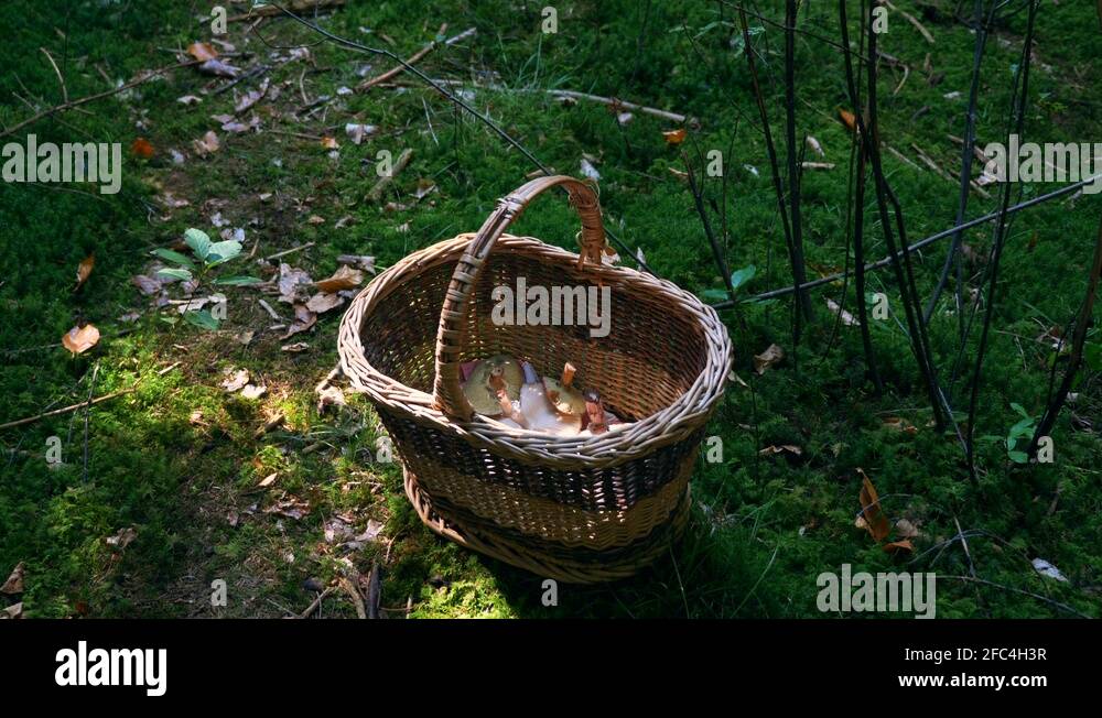 Basket collectors Stock Videos & Footage HD and 4K Video Clips Alamy