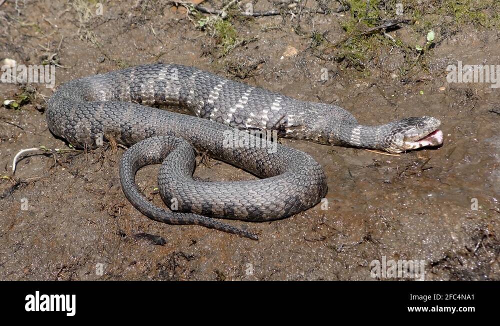 View of Snake consuming food Stock Videos & Footage - HD and 4K Video Clips - Alamy