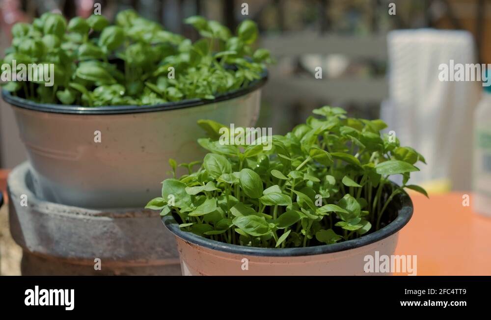 Summer sprout Stock Videos & Footage HD and 4K Video Clips Alamy