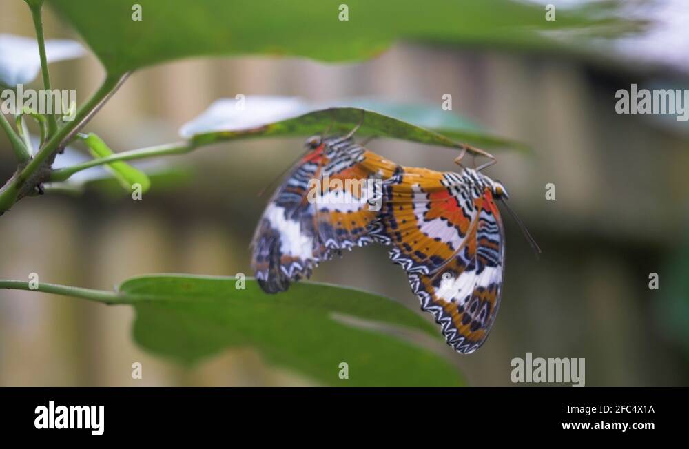 Upside down butterflies Stock Videos & Footage HD and 4K Video Clips